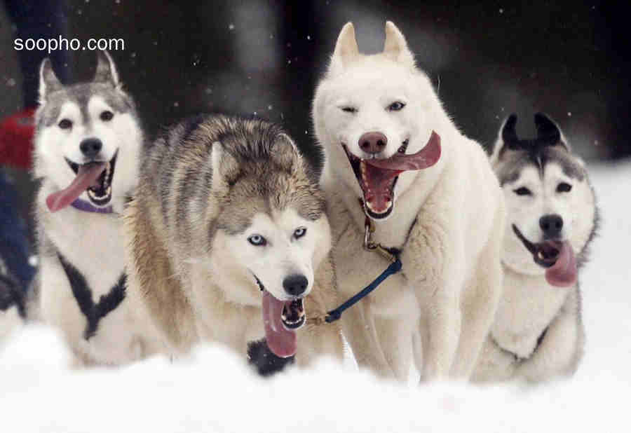 小动物,狗,雪