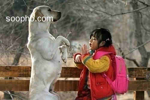 孩子,小动物,可爱,狗