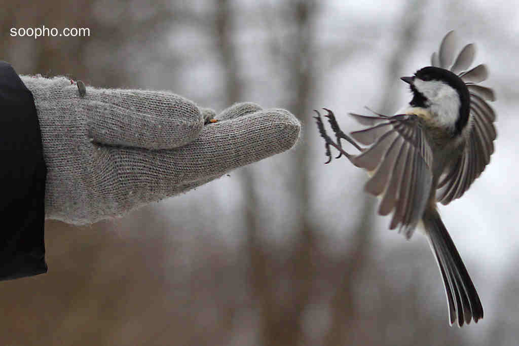 The bird Around hand