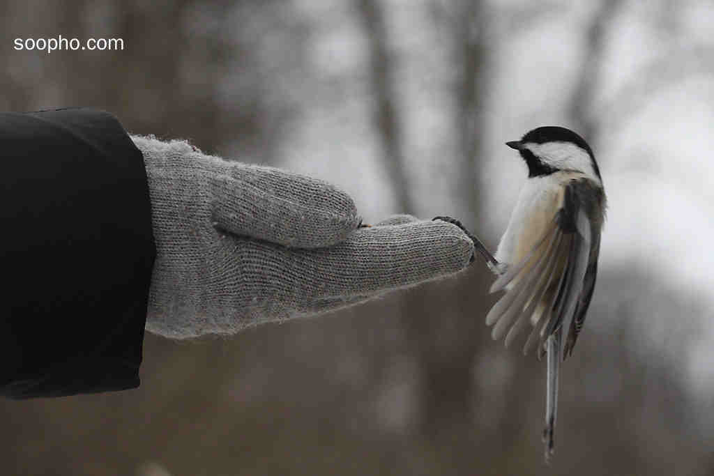 The bird Around hand