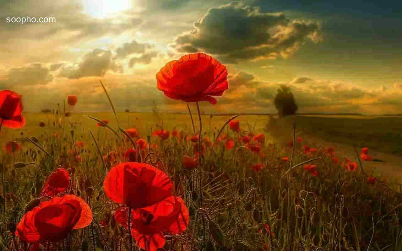 Beautiful Photo